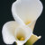 Rosa Theresa Pawelkiw